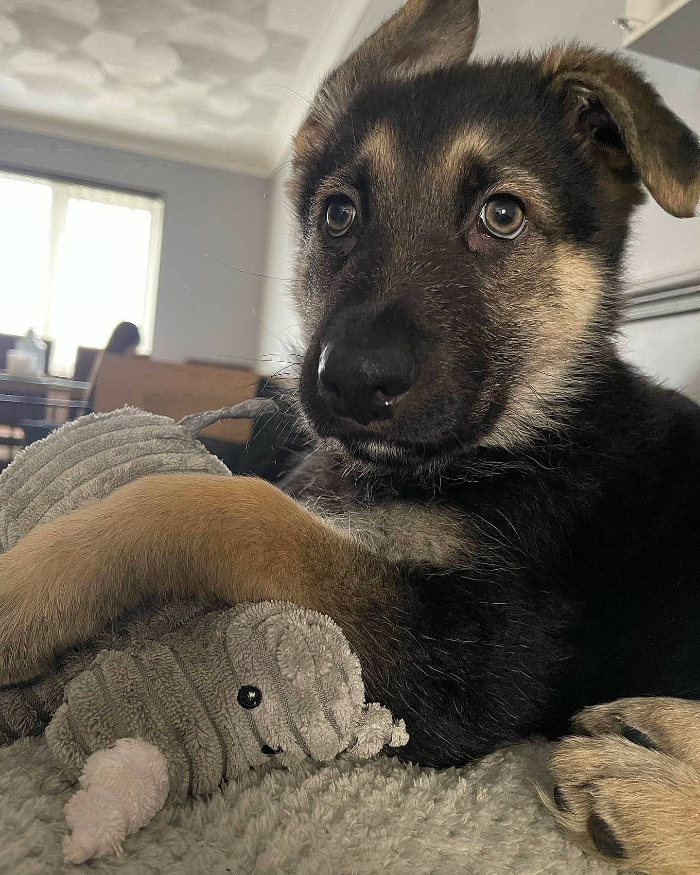 Digger joined the competition — help win amazing prizes! canidae, carnivore, comfort, companion_dog, dog, dog_breed, fawn, fur, grey, paw, snout, sporting_group, terrestrial_animal, vertebrate, whiskers, window, working_animal