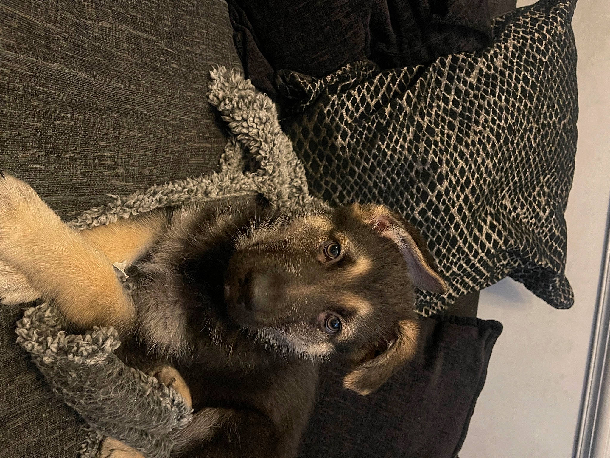 Digger is registered to the contest to win money with this photo: artifact, elephant, facial_hair, fashion_accessory, fawn, fur, gesture, hat, metal, monochrome_photography, pattern, snout, sun_hat, terrestrial_animal, vintage_clothing, visual_arts, wool, working_animal, wrinkle, wrist