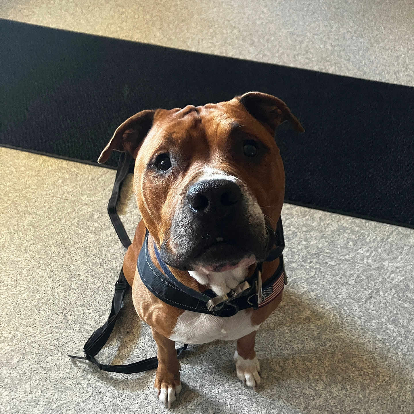 Kyro is registered to the contest to win money with this photo: accessories, animal, beagle, belt, boxer, bulldog, canine, collar, dog, harness, hound, labradorretriever, leash, pet, pitbull, policedog, puppy, snout, strap, wood