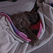 Grysou a rejoint le concours — aidez-le/la à gagner de superbes lots ! animal, blanket, cat, comfortable, couch, cozy, domestic, fur, furry, gray, home, indoor, nap, pet, relaxing, remote_control, resting, sleeping, soft, wrapped
