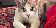 Moonshine joined the competition — help win amazing prizes! animal, blanket, calico, carpet, cat, cozy, curious, cute, ears, eyes, face, feline, home, indoor, kitten, pattern, paws, pet, relaxed, whiskers