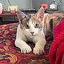 animal, blanket, calico, carpet, cat, cozy, curious, cute, ears, eyes, face, feline, home, indoor, kitten, pattern, paws, pet, relaxed, whiskers