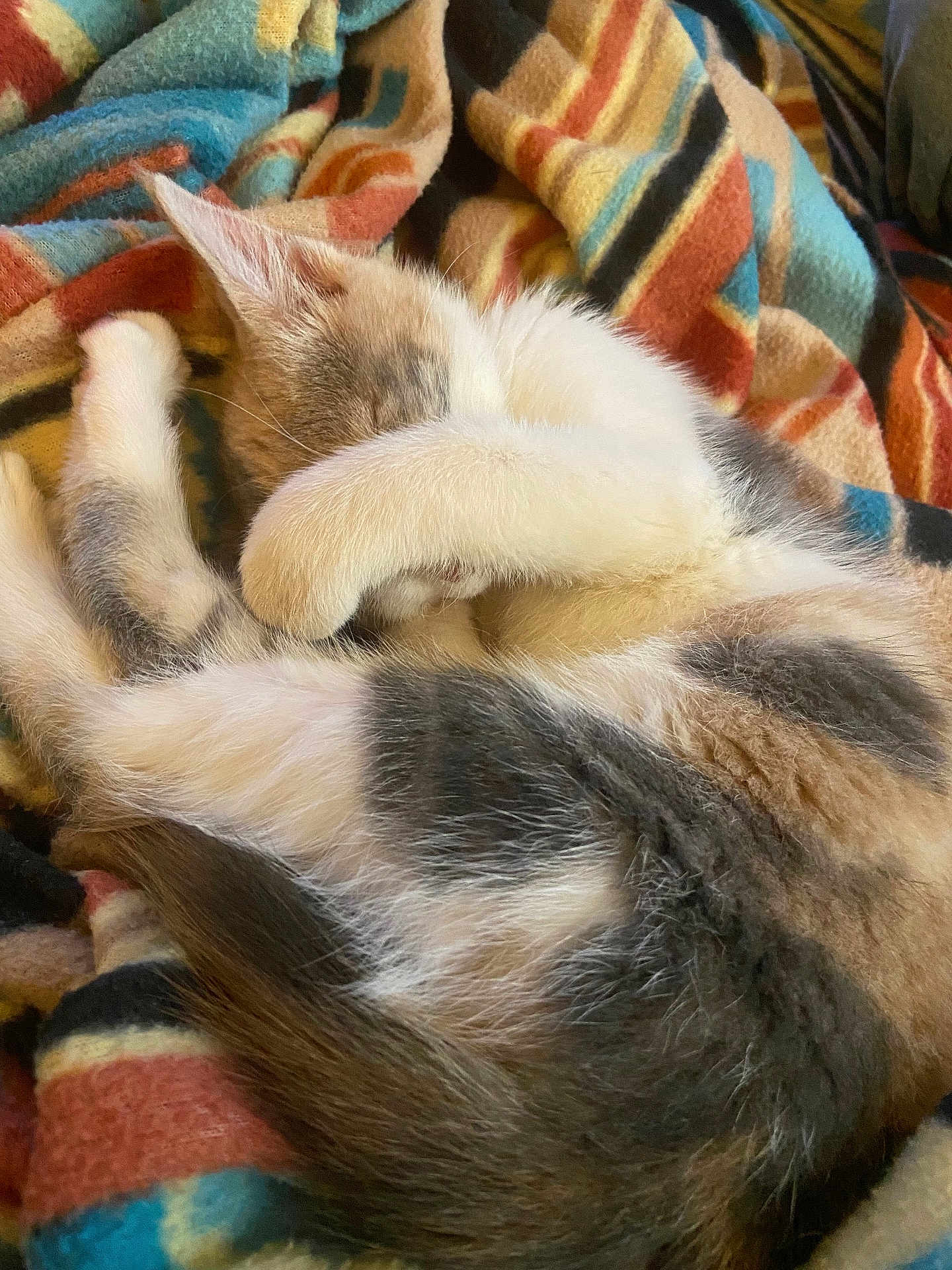 Moonshine joined the competition — help win amazing prizes! animal, blanket, cat, closeup, colorful, cozy, curled_up, cute, feline, fur, indoor, kitten, nap, patterned, paw, pet, relaxed, resting, sleeping, soft