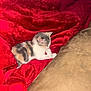 Moonshine is registered to the contest to win money with this photo: animal, blanket, calico, cat, cleaning, couch, cozy, cute, domestic_animal, fur, furniture, indoor, kitten, paw, pet, red_blanket, resting, sleepy, small, young