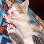 Moonshine is registered to the contest to win money with this photo: animal, blanket, cat, closeup, cozy, cute, ears, feline, fur, indoor, kitten, paw, pet, pink_nose, relaxed, resting, sleeping, soft, tiny, whiskers