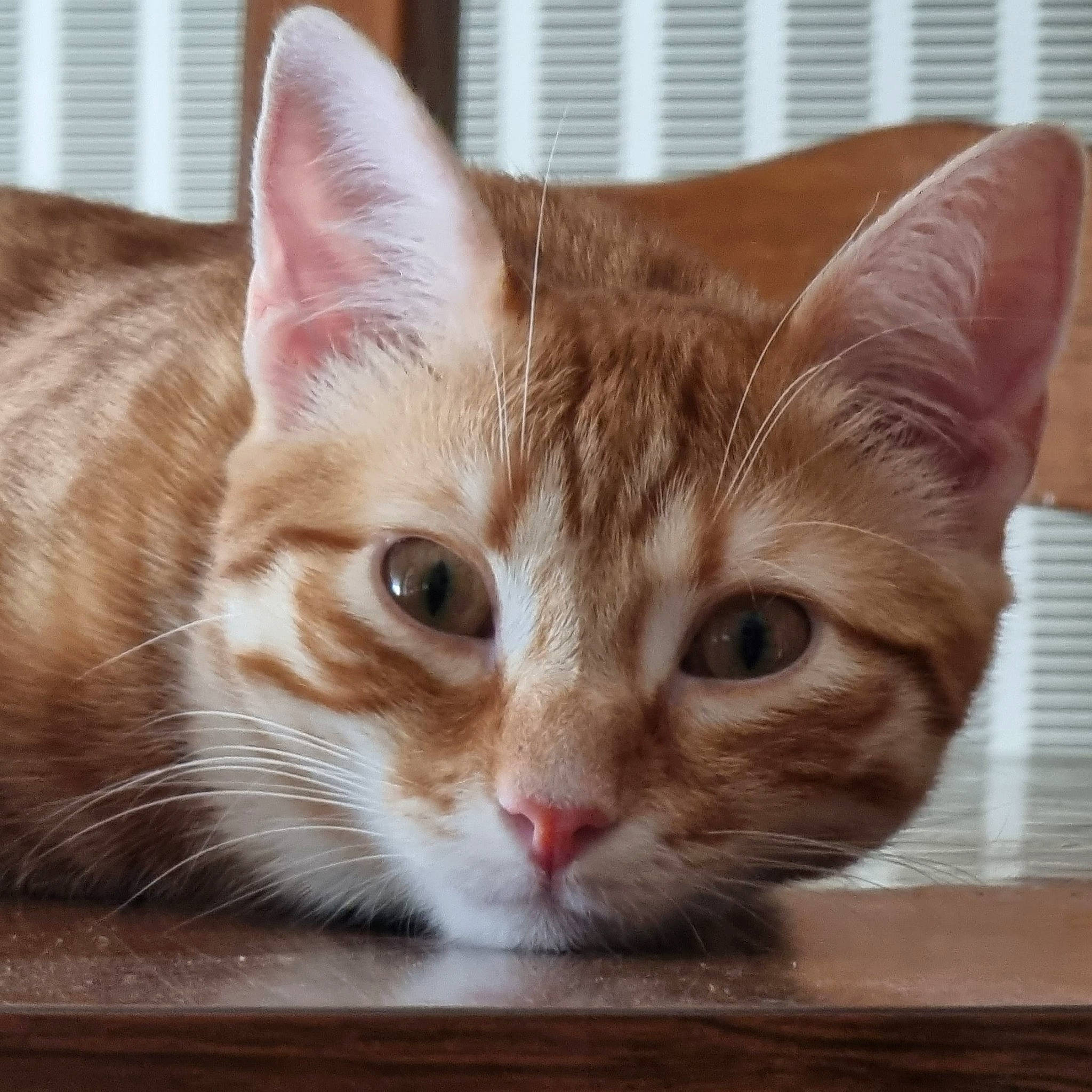 Sushi a rejoint le concours — aidez-le/la à gagner de superbes lots ! carnivore, cat, cat_supply, comfort, curious, domestic_short_haired_cat, fawn, felidae, fur, iris, paw, small_to_medium_sized_cats, snout, whiskers, window