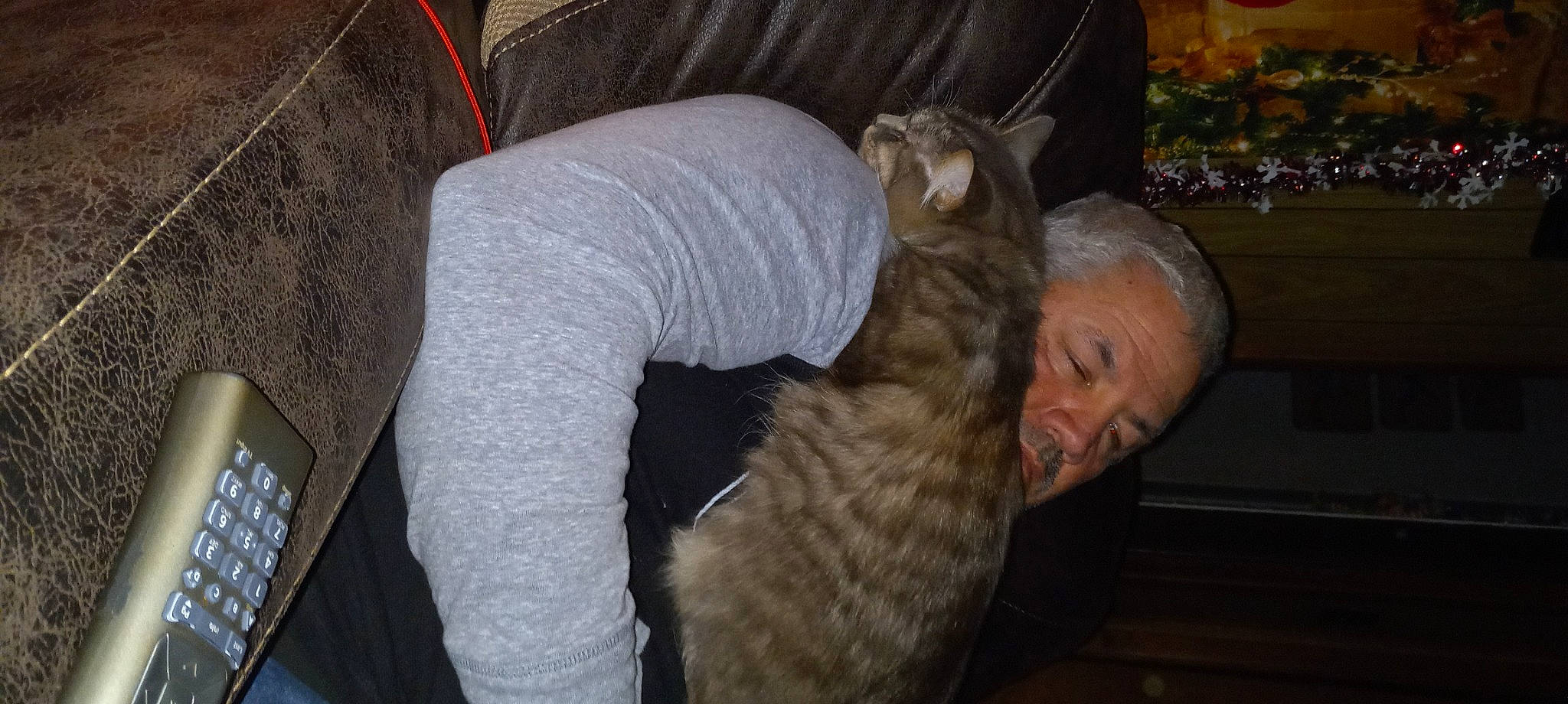 Mittens joined the competition — help win amazing prizes! canidae, carnivore, cat, comfort, companion_dog, dog_breed, domestic_short_haired_cat, fawn, felidae, fun, fur, grey, human_leg, lap, sitting, small_to_medium_sized_cats, sporting_group, tail, textile, whiskers