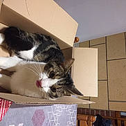 Pepsi participe au concours pour gagner de l'argent avec cette photo : box, cardboard, carnivore, cat, comfort, domestic_short_haired_cat, felidae, flooring, fur, nap, packaging_and_labeling, paw, room, small_to_medium_sized_cats, tail, whiskers, window