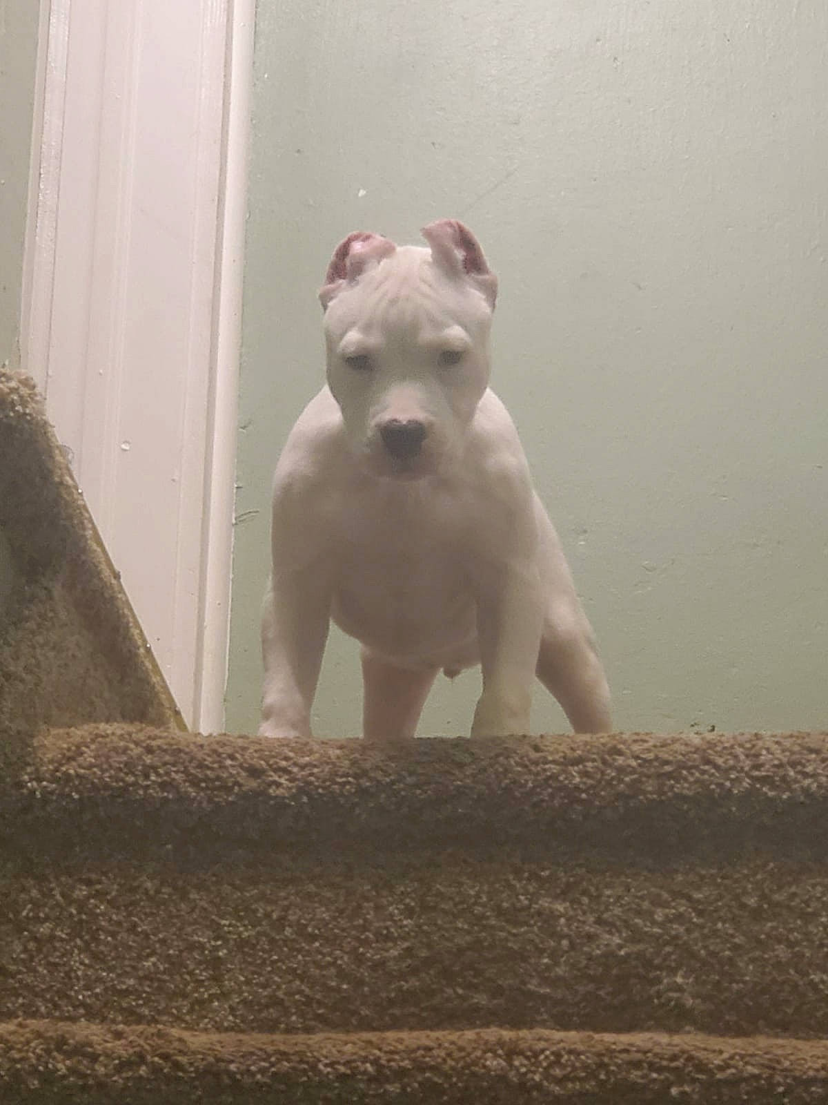 Stacks is registered to the contest to win money with this photo: canidae, carnivore, companion_dog, cordoba_fighting_dog, dog, dog_breed, dog_supply, dogo_guatemalteco, fawn, molosser, non_sporting_group, pit_bull, snout, stairs, tail, terrestrial_animal, working_animal, working_dog