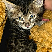 Cookie is registered to the contest to win money with this photo: animal, blanket, cat, close_up, cozy, cute, domestic_animal, ears, eyes, feline, fur, kitten, pet, portrait, snuggle, soft, tabby, whiskers, yellow, young