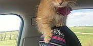 Artemis joined the competition — help win amazing prizes! cat, kitten, orange_cat, car_interior, headrest, seat_cover, sunroof, window, collar, bow, fluffy, paw, road_trip, rural_landscape, sky, curious, feline, portrait, passenger, cute
