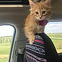 cat, kitten, orange_cat, car_interior, headrest, seat_cover, sunroof, window, collar, bow, fluffy, paw, road_trip, rural_landscape, sky, curious, feline, portrait, passenger, cute