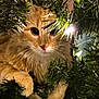cat, kitten, ginger_cat, fur, whiskers, paws, greenery, christmas_tree, pine_branches, string_lights, holiday, festive, close_up, portrait, curious, indoor, pet, eyes, nose, soft_light
