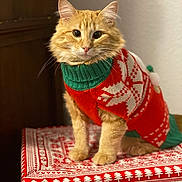 Artemis joined the competition — help win amazing prizes! cat, ginger_cat, christmas_sweater, festive, gift_box, orange_fur, whiskers, paws, portrait, pet, indoor, sitting, red_pattern, cozy, holiday, eye_contact, shallow_depth_of_field, soft_lighting, fabric_texture, cute