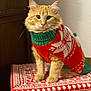 cat, ginger_cat, christmas_sweater, festive, gift_box, orange_fur, whiskers, paws, portrait, pet, indoor, sitting, red_pattern, cozy, holiday, eye_contact, shallow_depth_of_field, soft_lighting, fabric_texture, cute