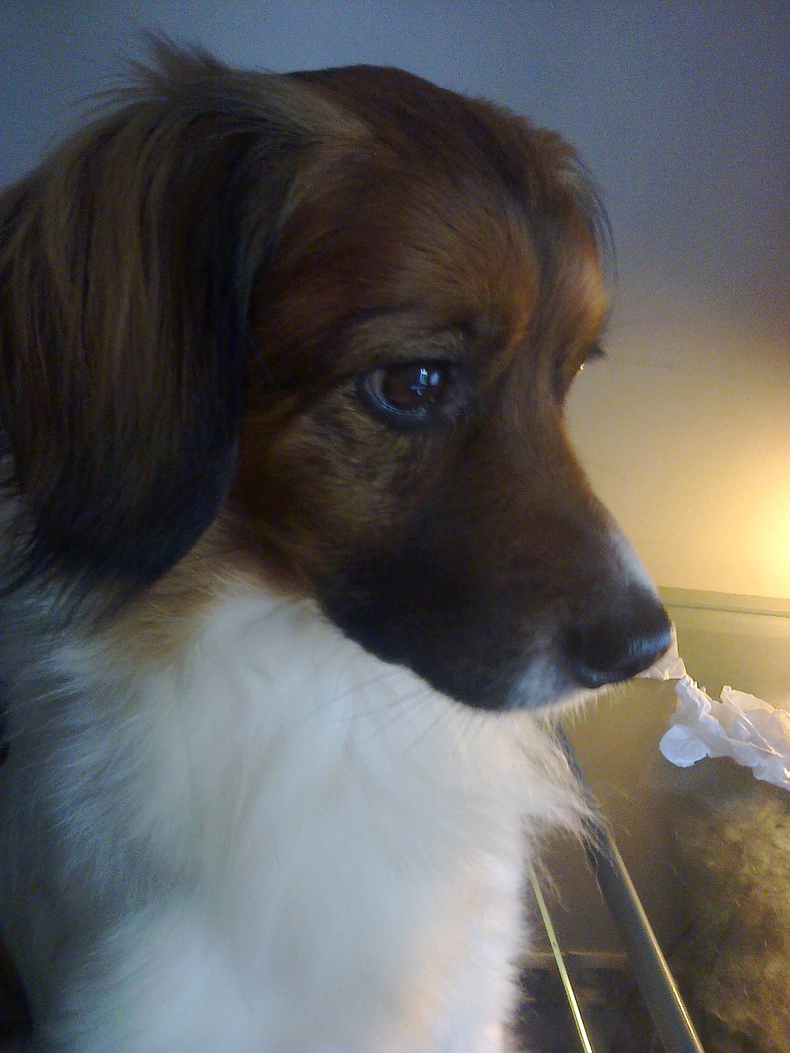 Milow participe au concours pour gagner de l'argent avec cette photo : canidae, carnivore, companion_dog, dog, dog_breed, fawn, kooikerhondje, mammal, papillon, phalene, puppy, rare_breed_dog, small_greek_domestic_dog, snout, spaniel, sporting_group, vertebrate