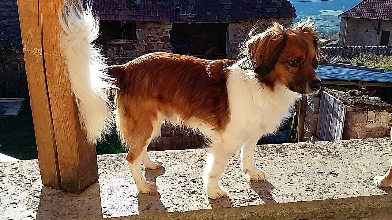 Milow a rejoint le concours — aidez-le/la à gagner de superbes lots ! canidae, carnivore, companion_dog, dog, dog_breed, english_shepherd, fawn, kooikerhondje, mammal, phalene, rare_breed_dog, small_greek_domestic_dog, spaniel, sporting_group, vertebrate