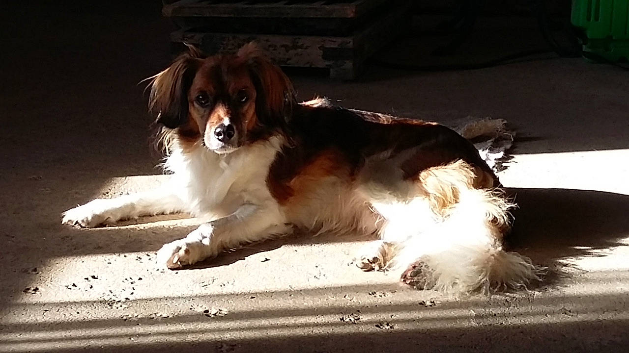 Milow participe au concours pour gagner de l'argent avec cette photo : canidae, carnivore, cavalier_king_charles_spaniel, companion_dog, dog, dog_breed, drentse_patrijshond, fawn, king_charles_spaniel, kooikerhondje, mammal, phalene, puppy, rare_breed_dog, snout, spaniel, sporting_group, toy_dog, vertebrate