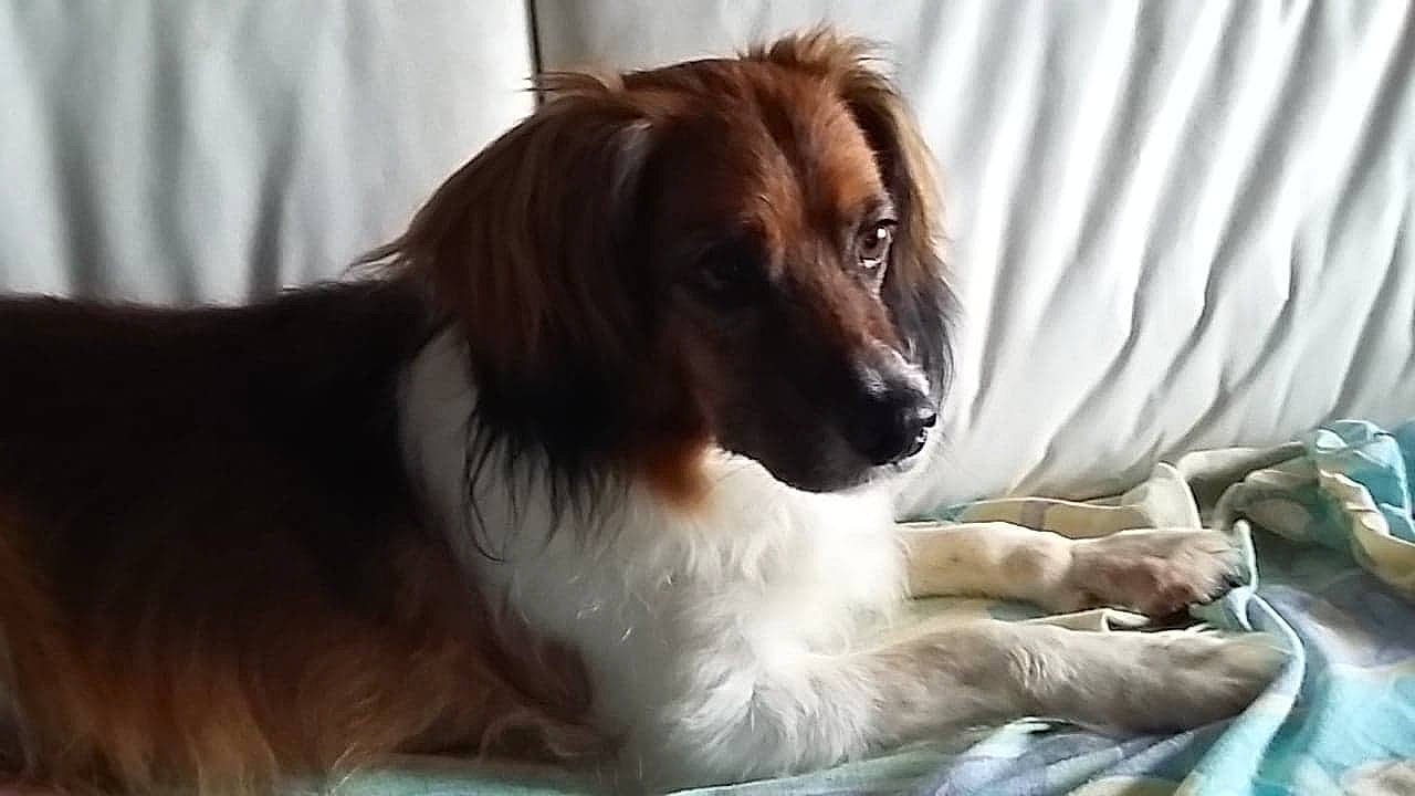 Milow participe au concours pour gagner de l'argent avec cette photo : afghan_hound, canidae, carnivore, companion_dog, dog, dog_breed, fawn, kooikerhondje, mammal, phalene, rare_breed_dog, saluki, snout, spaniel, sporting_group, vertebrate