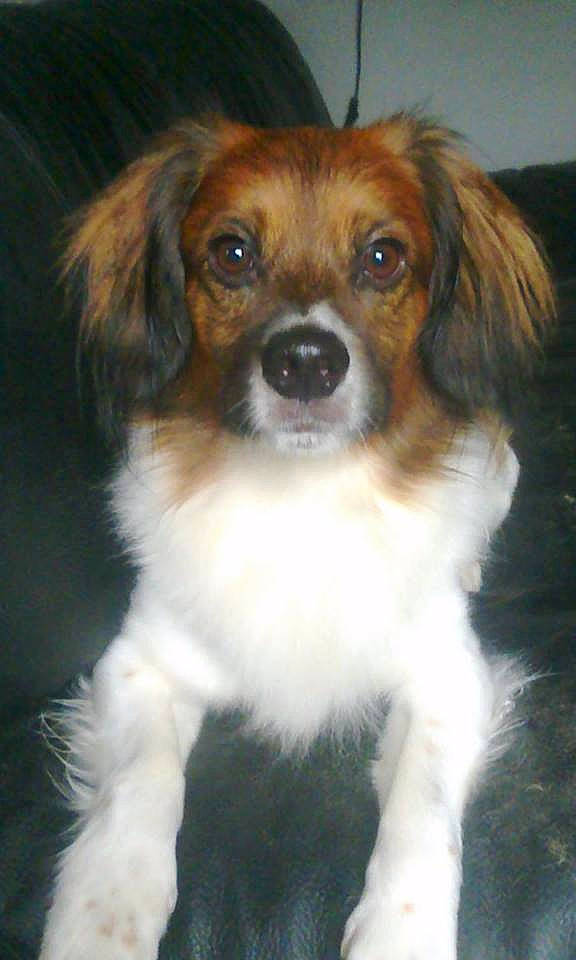 Milow participe au concours pour gagner de l'argent avec cette photo : ancient_dog_breeds, canidae, carnivore, companion_dog, dog, dog_breed, fawn, kooikerhondje, kromfohrlander, mammal, papillon, phalene, puppy, rare_breed_dog, small_greek_domestic_dog, snout, spaniel, sporting_group, vertebrate, whiskers