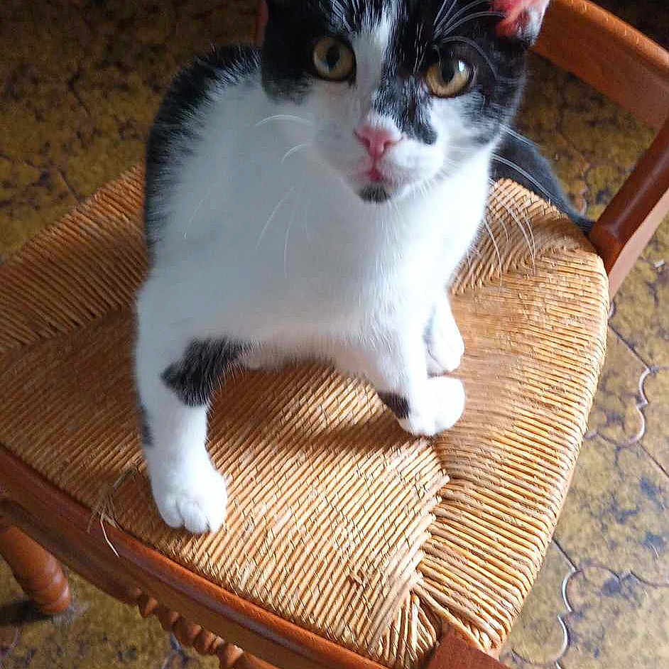 Bandit a rejoint le concours — aidez-le/la à gagner de superbes lots ! abyssinian, accessories, angora, animal, armchair, barstool, cat, chair, cushion, furniture, hardwood, homedecor, kitten, manx, pet, rockingchair, siamese, stainedwood, strap, wood