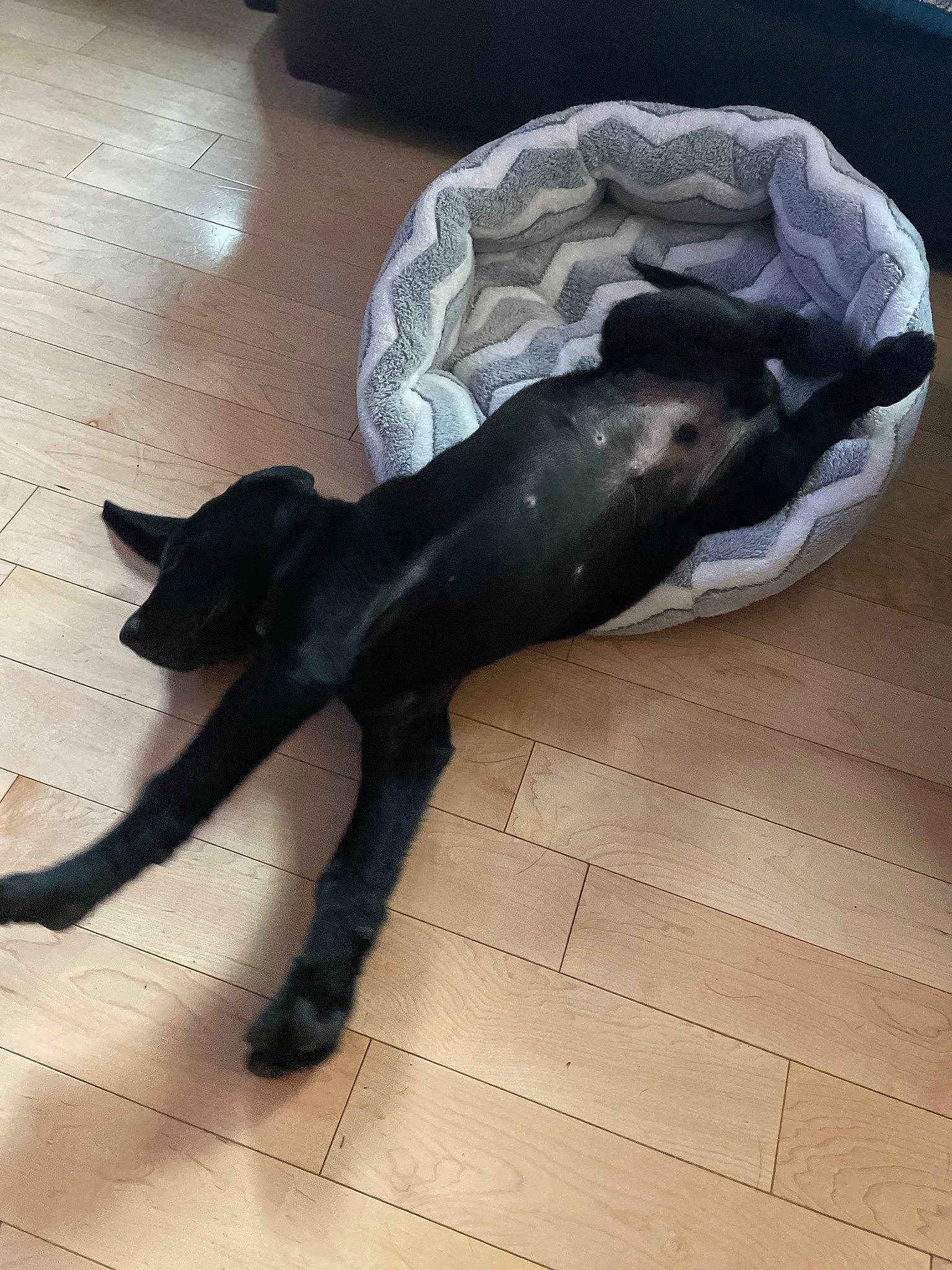 Finch is registered to the contest to win money with this photo: canidae, carnivore, comfort, companion_dog, dog, dog_breed, fawn, felidae, floor, flooring, fur, hardwood, liver, small_to_medium_sized_cats, snout, sporting_group, tail, terrestrial_animal, tints_and_shades, wood