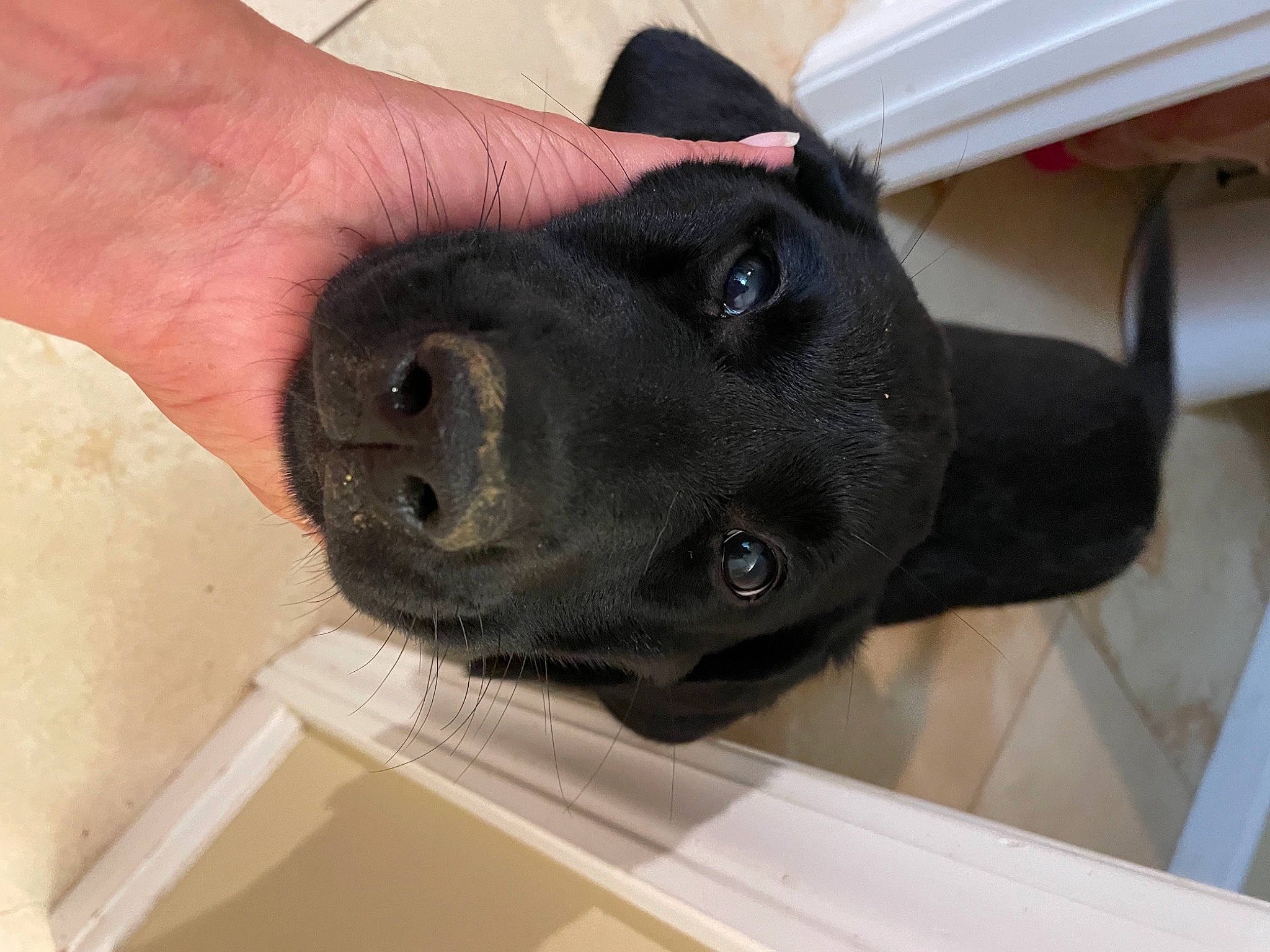 Finch joined the competition — help win amazing prizes! borador, canidae, carnivore, collar, companion_dog, dog, dog_breed, dog_collar, fawn, fur, gesture, nail, non_sporting_group, pet_supply, snout, sporting_group, thumb, watch, working_animal, wrist