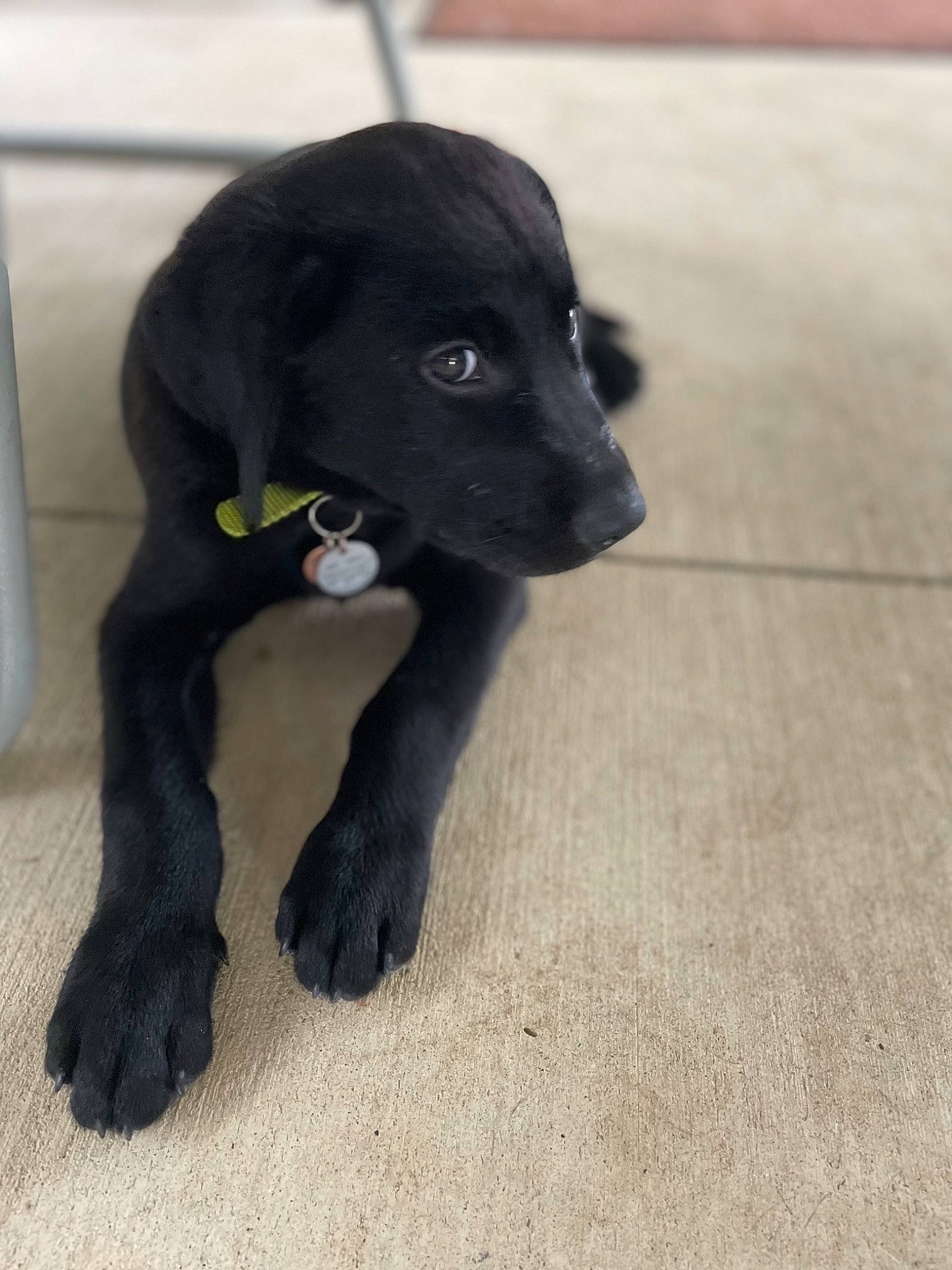 Finch joined the competition — help win amazing prizes! borador, canidae, carnivore, companion_dog, dog, dog_breed, fawn, flooring, fur, gun_dog, liver, non_sporting_group, puppy, snout, sporting_group, tail, terrestrial_animal, tile_flooring, whiskers, working_animal