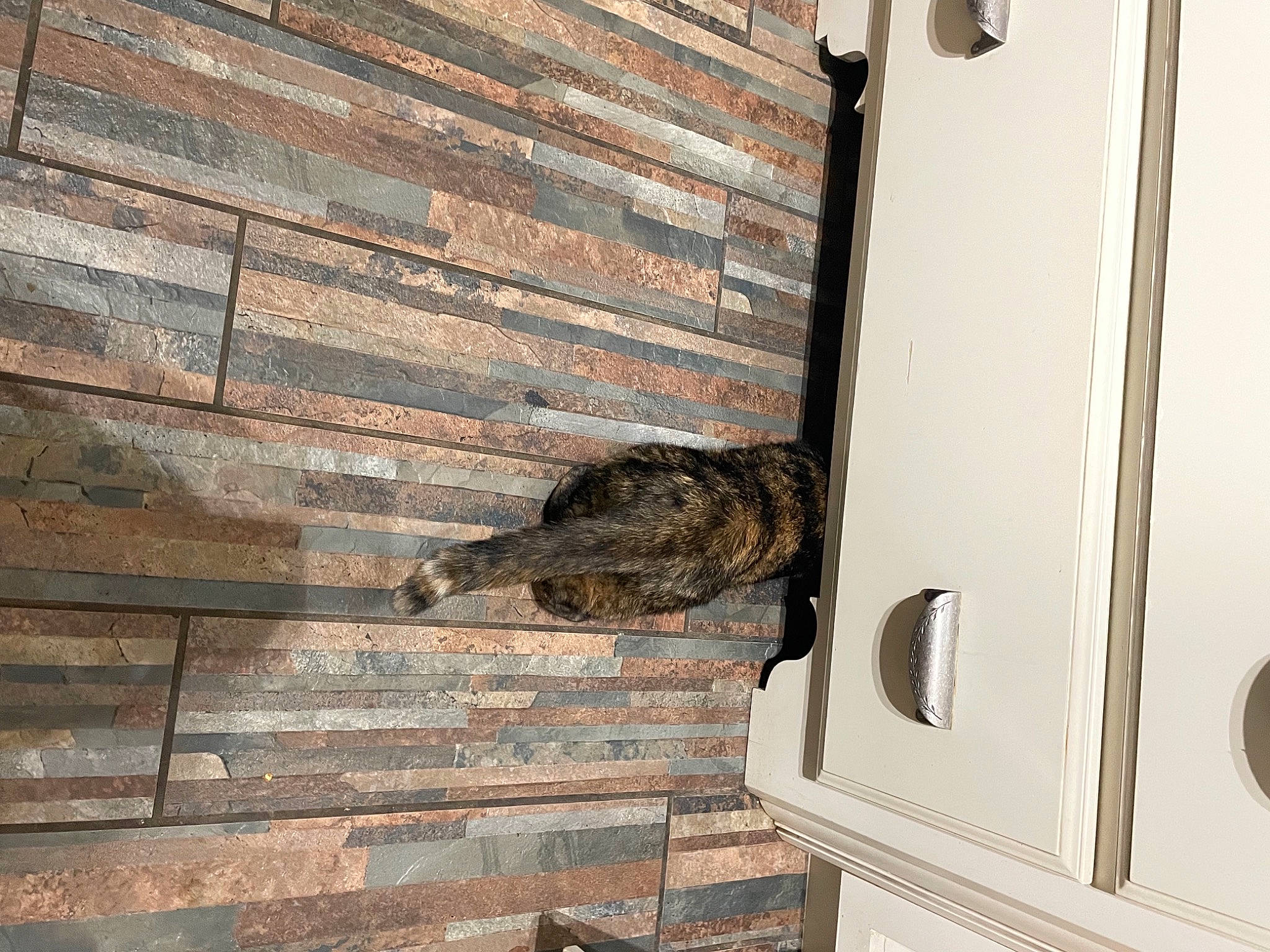 Pollie is registered to the contest to win money with this photo: brick, brickwork, building, felidae, flooring, fur, grey, hardwood, house, muroidea, pattern, rodent, small_to_medium_sized_cats, snout, tail, terrestrial_animal, whiskers, window, wood, wood_stain