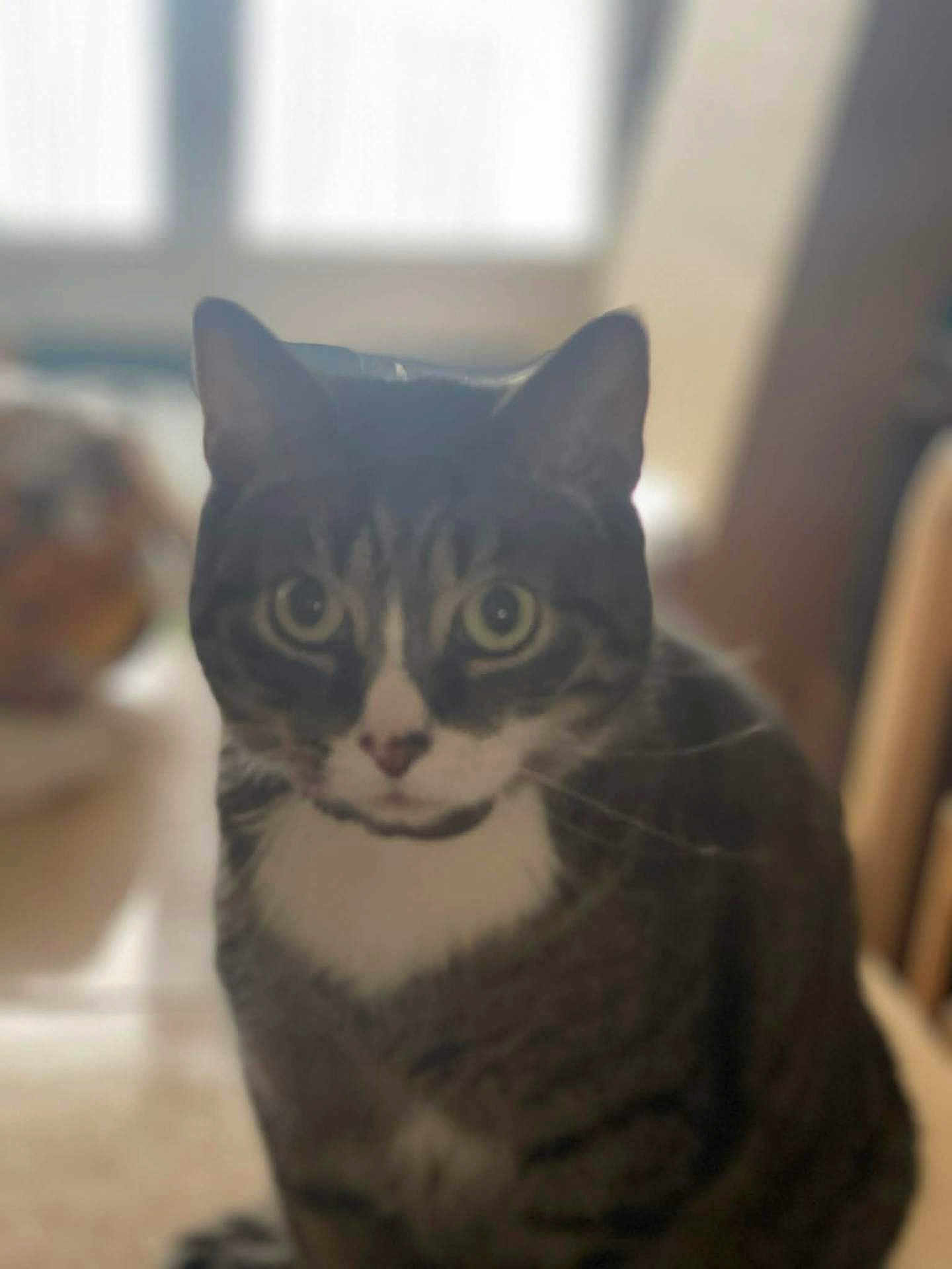 Marmotte a rejoint le concours — aidez-le/la à gagner de superbes lots ! cat, tabby_cat, feline, pet, whiskers, big_eyes, portrait, close_up, indoor, window_light, blurred_background, sitting, fur, ears, muzzle, curious_expression, household, chair, soft_light, domestic_animal