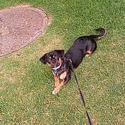 Remi joined the competition — help win amazing prizes! alert, animal, black_dog, canine, companion, curious, daytime, dog, friendly, grass, leash, manhole_cover, nature, outdoor, park, pet, playful, small_dog, tan_markings, walk