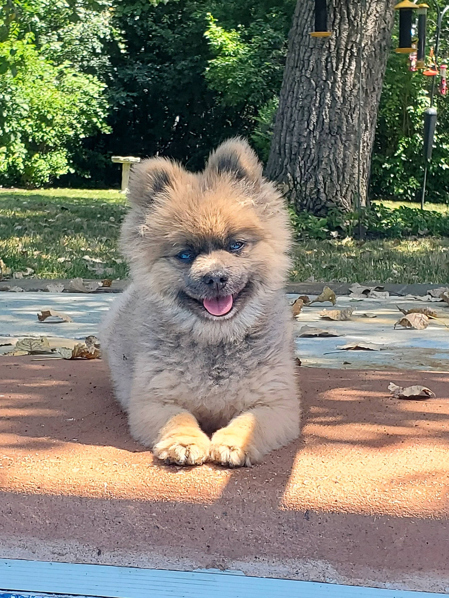 Monkee is registered to the contest to win money with this photo: canidae, carnivore, companion_dog, dog, dog_breed, eurasier, fawn, german_spitz, german_spitz_klein, german_spitz_mittel, keeshond, mammal, non_sporting_group, pomeranian, puppy, spitz, toy_dog, vertebrate, volpino_italiano