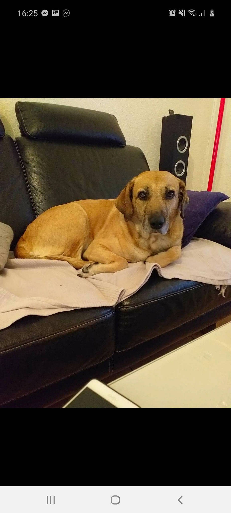 Jaia a rejoint le concours — aidez-le/la à gagner de superbes lots ! canidae, carnivore, chair, comfort, companion_dog, couch, dog, dog_breed, dog_supply, fawn, flooring, hardwood, linens, paw, pet_supply, rectangle, snout, sporting_group, wood, working_animal