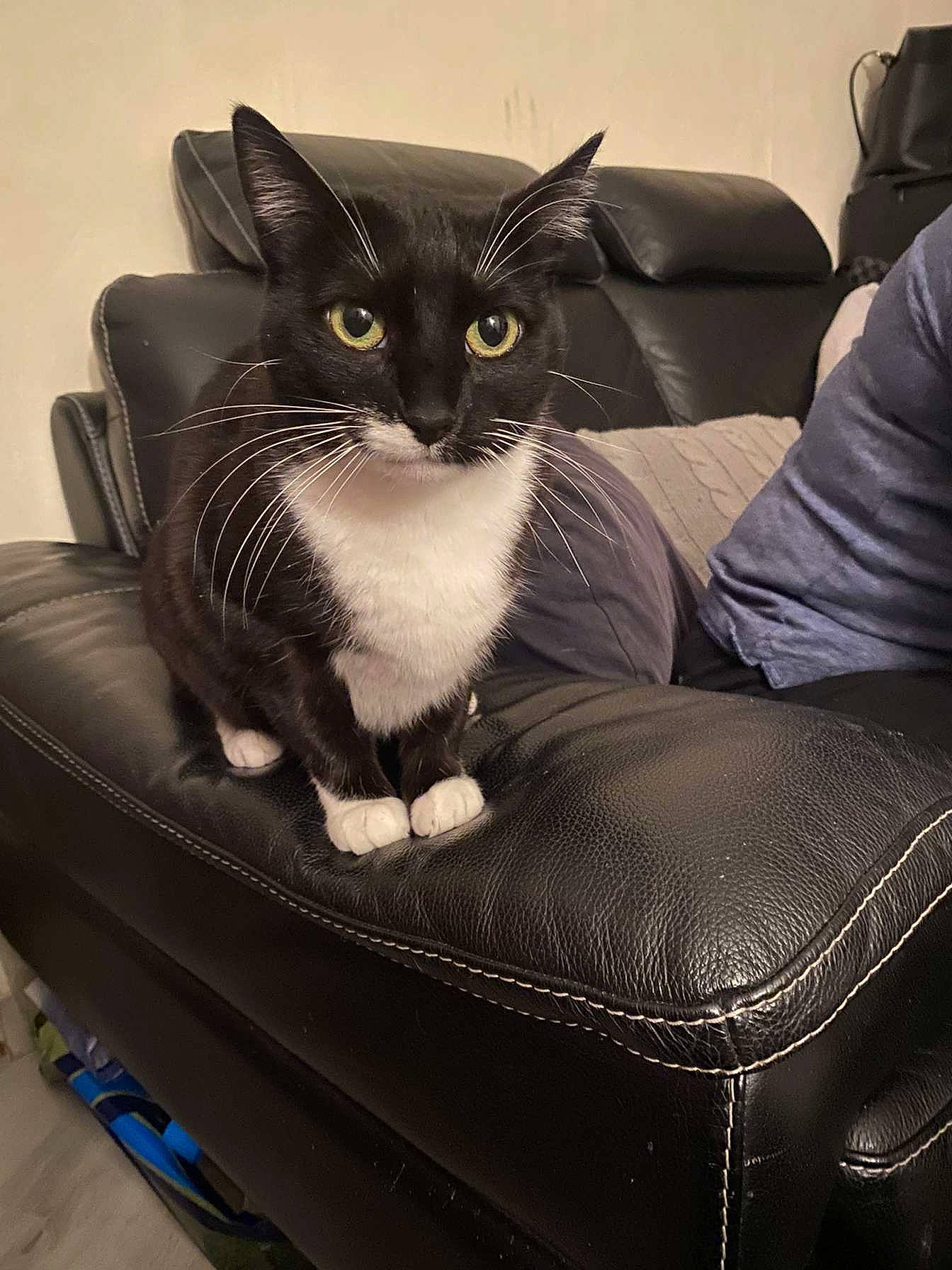 Maya participe au concours pour gagner de l'argent avec cette photo : armrest, auto_part, bag, baggage, box, car_seat, carnivore, cat, cat_supply, comfort, domestic_short_haired_cat, felidae, fur, luggage_and_bags, sitting, small_to_medium_sized_cats, suitcase, whiskers