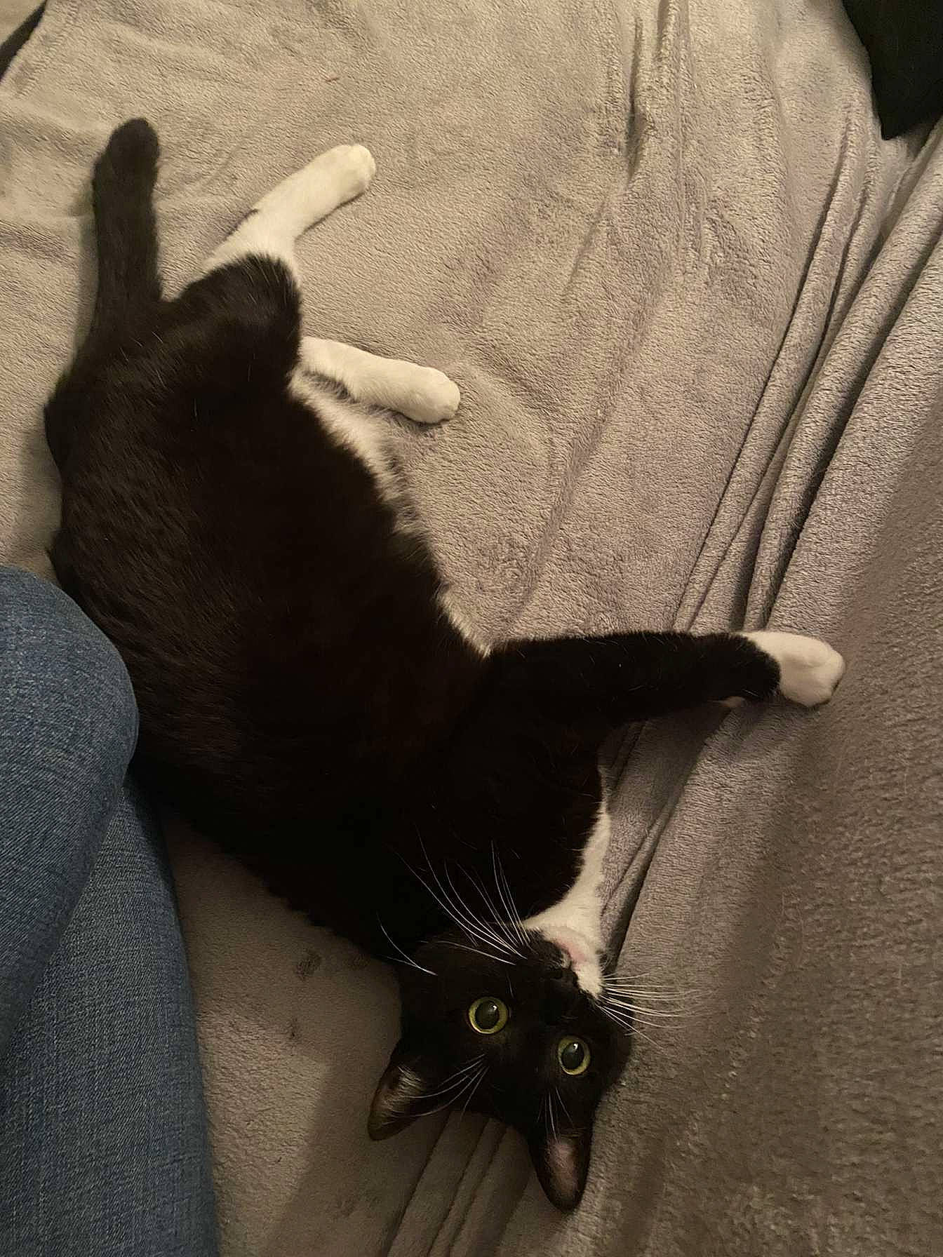 Maya a rejoint le concours — aidez-le/la à gagner de superbes lots ! black_cat, bombay, carnivore, cat, claw, comfort, dog_breed, domestic_short_haired_cat, felidae, foot, fur, gesture, grey, paw, plant, shadow, small_to_medium_sized_cats, snout, tail, whiskers