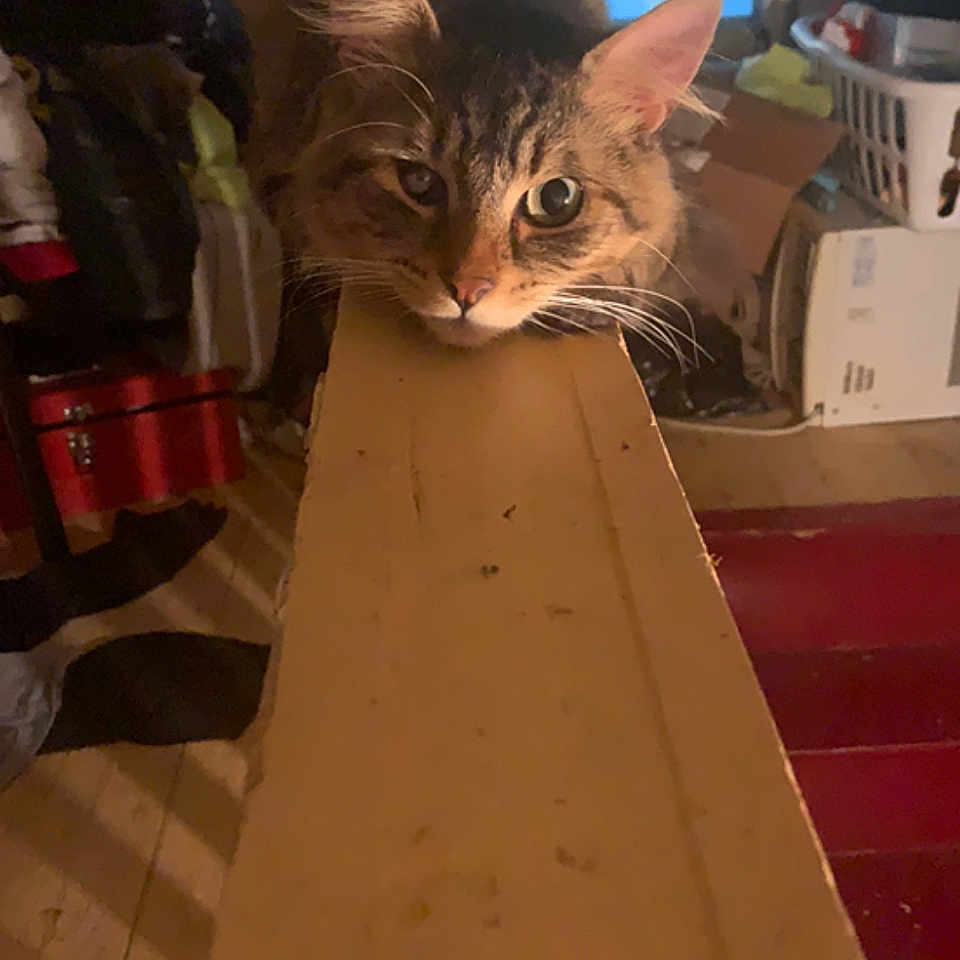 Torrin joined the competition — help win amazing prizes! abyssinian, animal, arcadegamemachine, cat, computer, computerhardware, computerkeyboard, electronics, entertainmentcenter, game, hardware, kitten, manx, monitor, pc, pet, plywood, screen, tv, wood