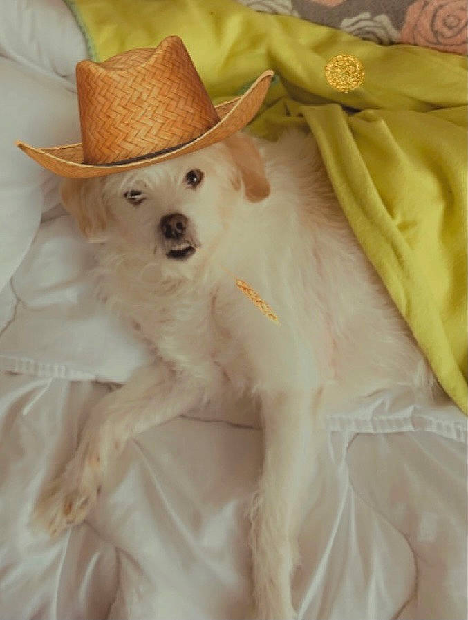 Hanoii participe au concours pour gagner de l'argent avec cette photo : carnivore, companion_dog, costume, costume_hat, cowboy_hat, dog, dog_breed, fashion_accessory, fawn, fedora, fur, hat, pattern, peach, sleeve, snout, sun_hat, terrestrial_animal, working_animal
