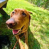 dog, brown_dog, happy, open_mouth, tongue, nose, eyes, floppy_ears, paws, collar, leash, grass, garden, backyard, hedge, sunlight, outdoor, picnic_table, fence, closeup