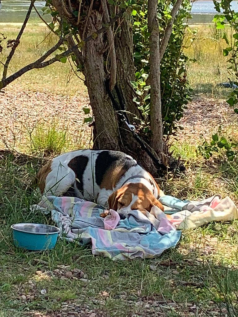 Pipa a rejoint le concours — aidez-le/la à gagner de superbes lots ! adventure, canidae, carnivore, comfort, companion_dog, dog, dog_breed, dog_supply, fawn, grass, hound, leisure, nap, plant, recreation, scent_hound, sitting, sporting_group, tree, working_animal