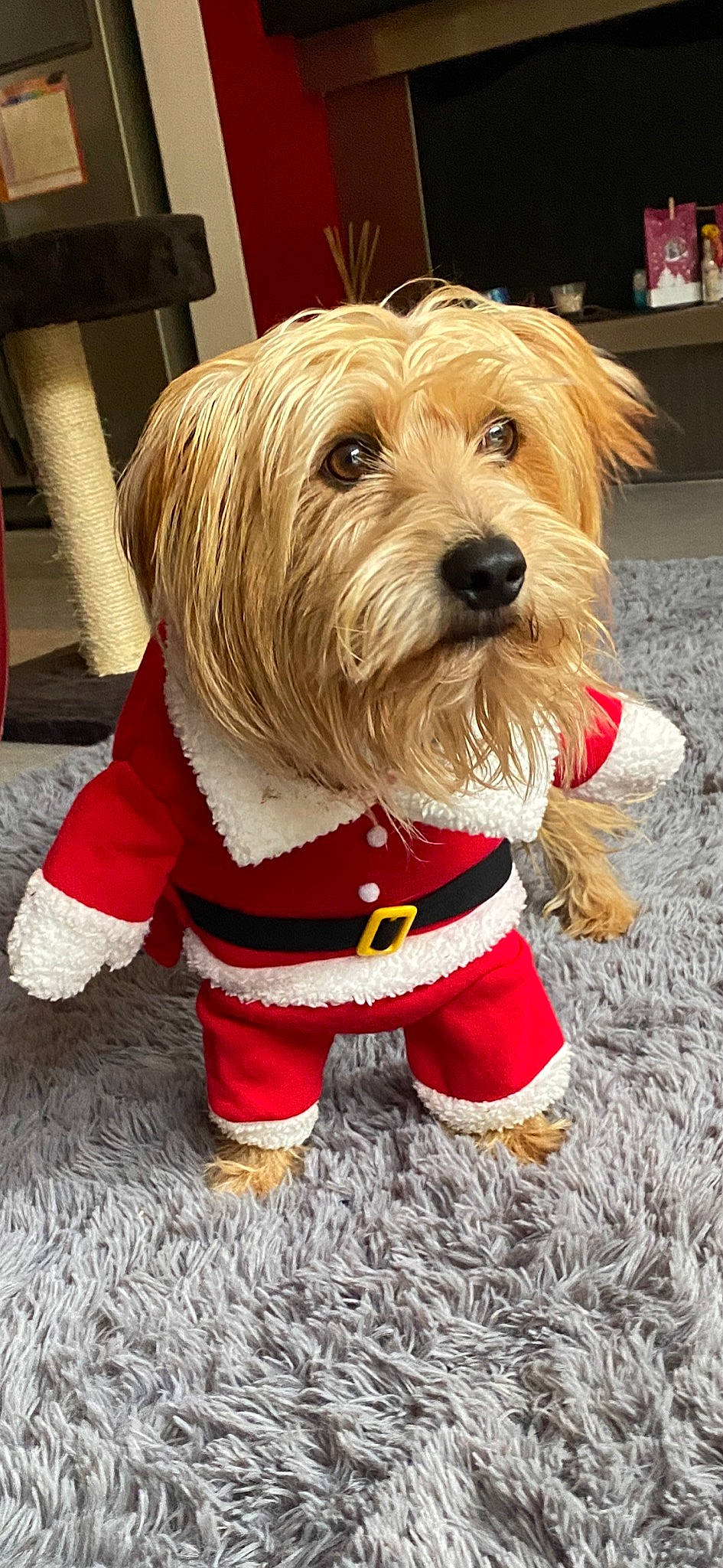 Scop participe au concours pour gagner de l'argent avec cette photo : canidae, carnivore, companion_dog, dog, dog_breed, dog_clothes, dog_supply, fashion_accessory, fawn, fictional_character, fur, personal_protective_equipment, puppy_love, shelf, small_terrier, snout, sporting_group, terrier, toy_dog, working_animal