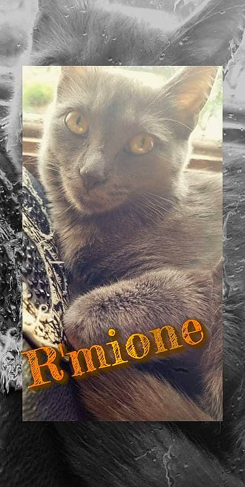 R'Mione participe au concours pour gagner de l'argent avec cette photo : carnivore, cat, cat_supply, close_up, domestic_short_haired_cat, fawn, felidae, font, fur, internet_meme, pet_supply, photo_caption, siamese, small_to_medium_sized_cats, snout, tail, terrestrial_animal, whiskers, wildlife