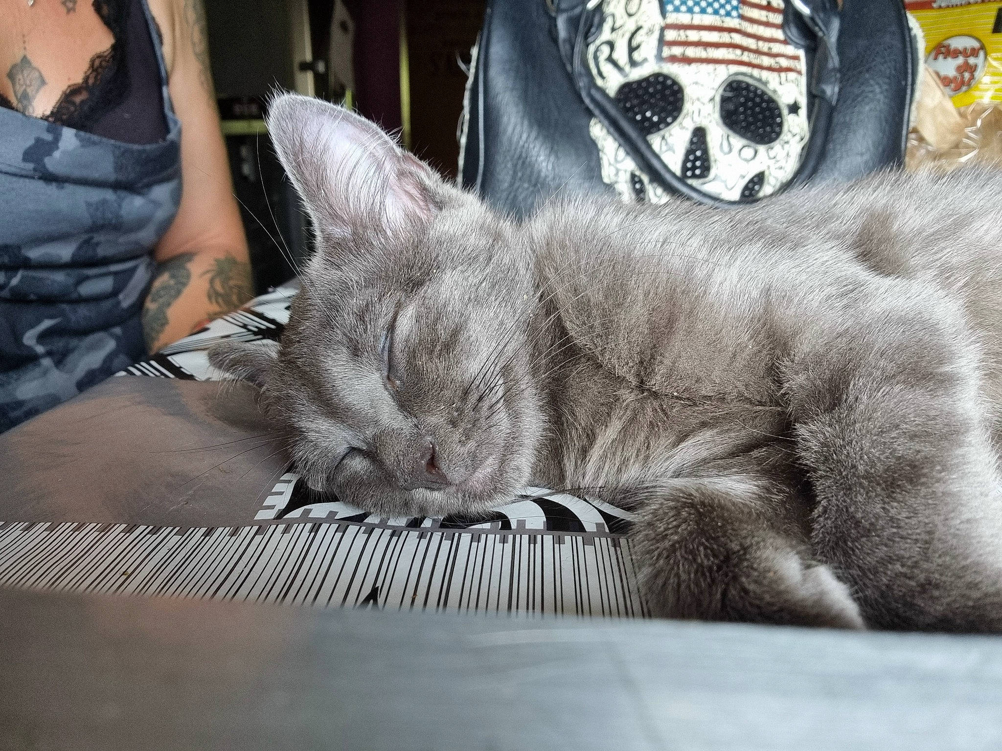 Rmione a rejoint le concours — aidez-le/la à gagner de superbes lots ! automotive_tire, automotive_wheel_system, carnivore, cat, claw, comfort, domestic_short_haired_cat, felidae, fur, grey, linens, mammal, nap, paw, small_to_medium_sized_cats, snout, tail, textile, vertebrate, whiskers