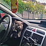 animal, car_air_freshener, car_interior, cat, dashboard, daytime, fence, gray_cat, greenery, house, indoor, pet, phone_holder, relaxed, sitting, steering_wheel, suburban, technology, vehicle, window