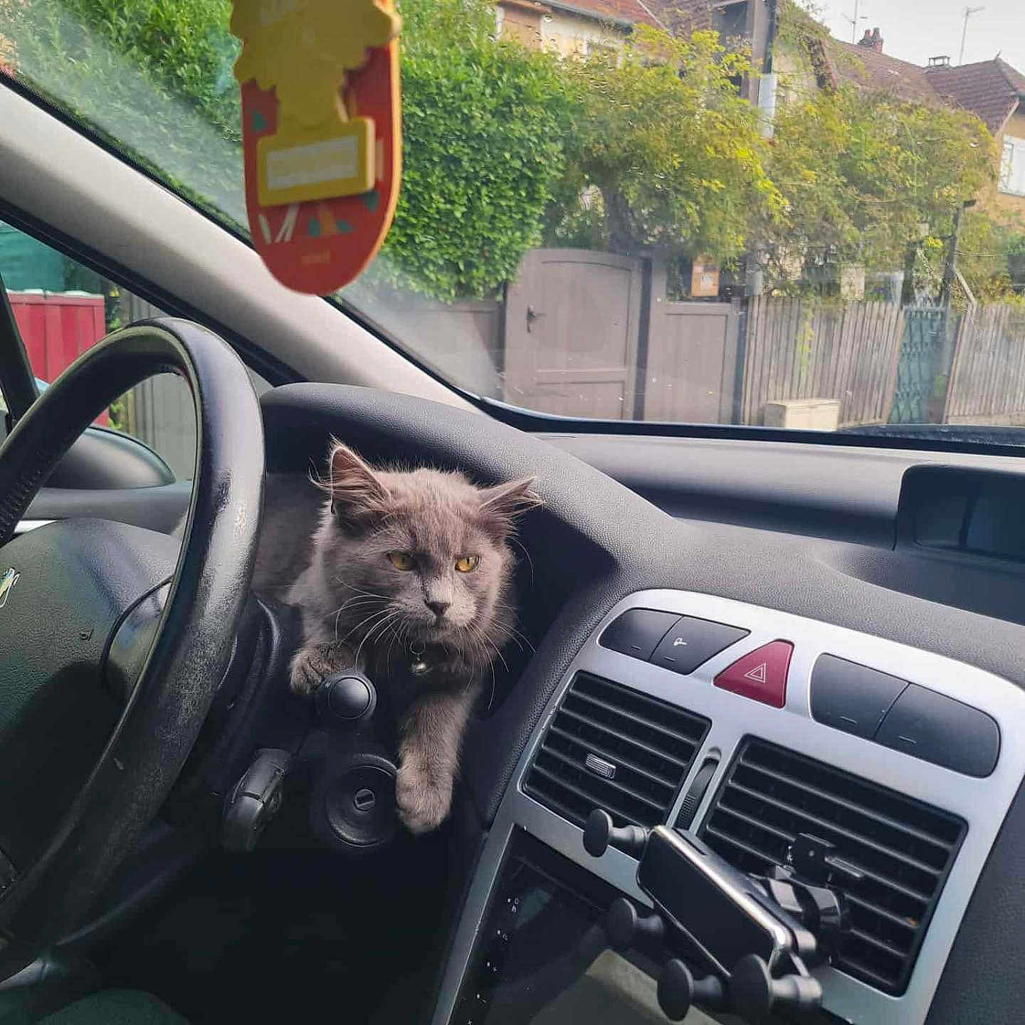 Ron a rejoint le concours — aidez-le/la à gagner de superbes lots ! animal, car_air_freshener, car_interior, cat, dashboard, daytime, fence, gray_cat, greenery, house, indoor, pet, phone_holder, relaxed, sitting, steering_wheel, suburban, technology, vehicle, window