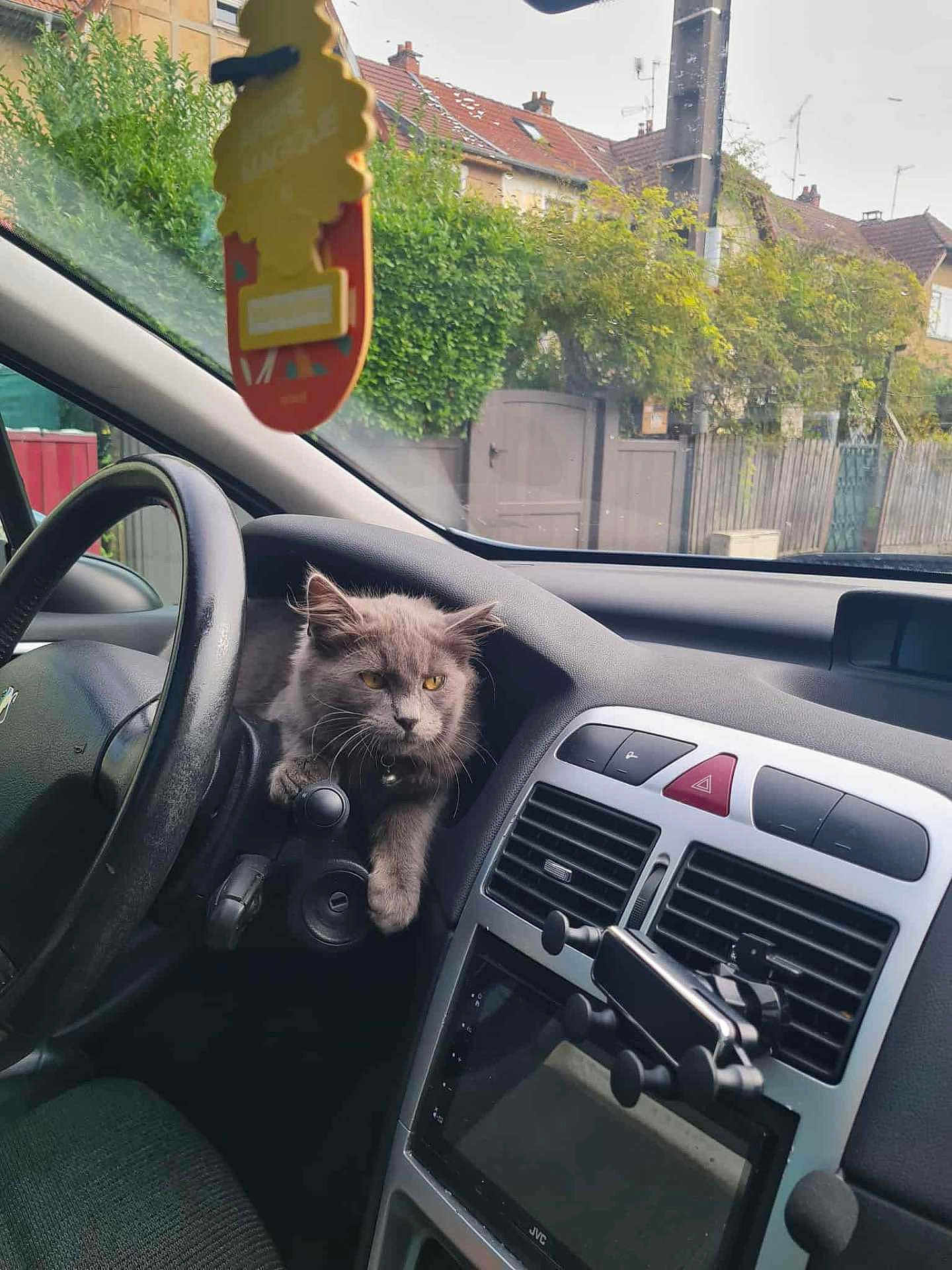 Ron a rejoint le concours — aidez-le/la à gagner de superbes lots ! animal, car_air_freshener, car_interior, cat, dashboard, daytime, fence, gray_cat, greenery, house, indoor, pet, phone_holder, relaxed, sitting, steering_wheel, suburban, technology, vehicle, window