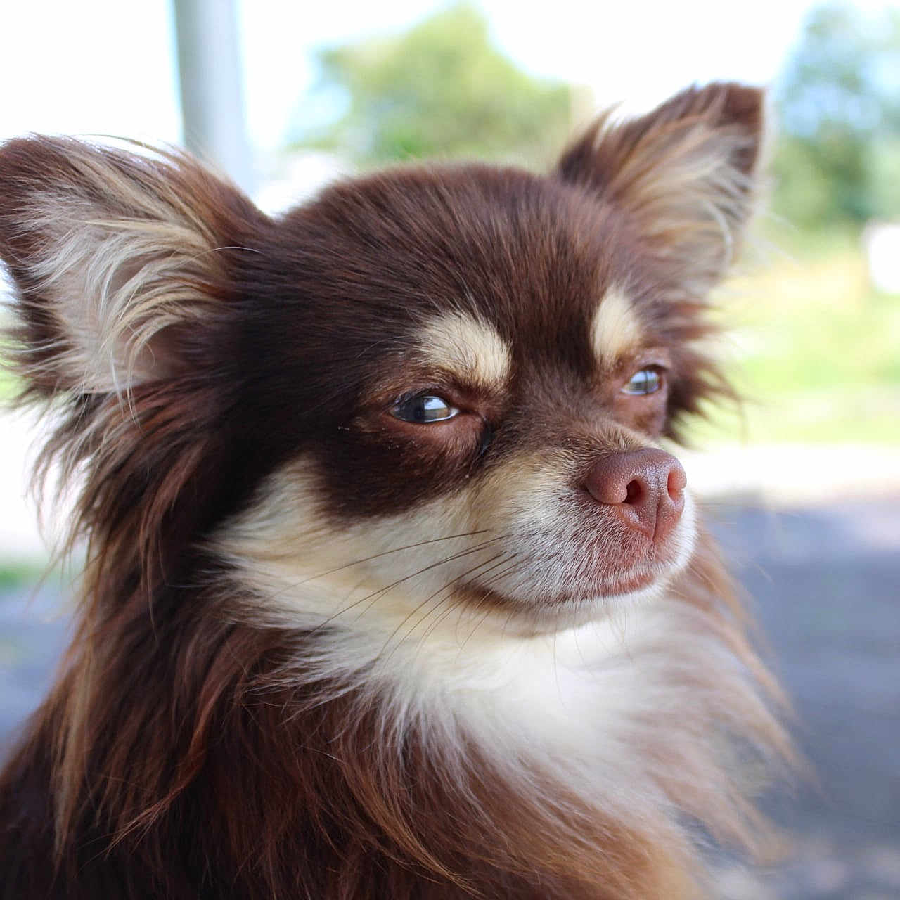 Twix a rejoint le concours — aidez-le/la à gagner de superbes lots ! animal, canine, chihuahua, cockerspaniel, dog, eskimodog, papillon, pet, puppy, snout