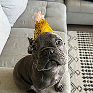 Mila joined the competition — help win amazing prizes! adorable, carpet, celebration, couch, cute, dog, ears, fur, gray_dog, home, indoor, looking_up, nose, party_hat, pet, puppy, sitting, small_dog, whiskers, wide_eyes