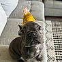 adorable, carpet, celebration, couch, cute, dog, ears, fur, gray_dog, home, indoor, looking_up, nose, party_hat, pet, puppy, sitting, small_dog, whiskers, wide_eyes