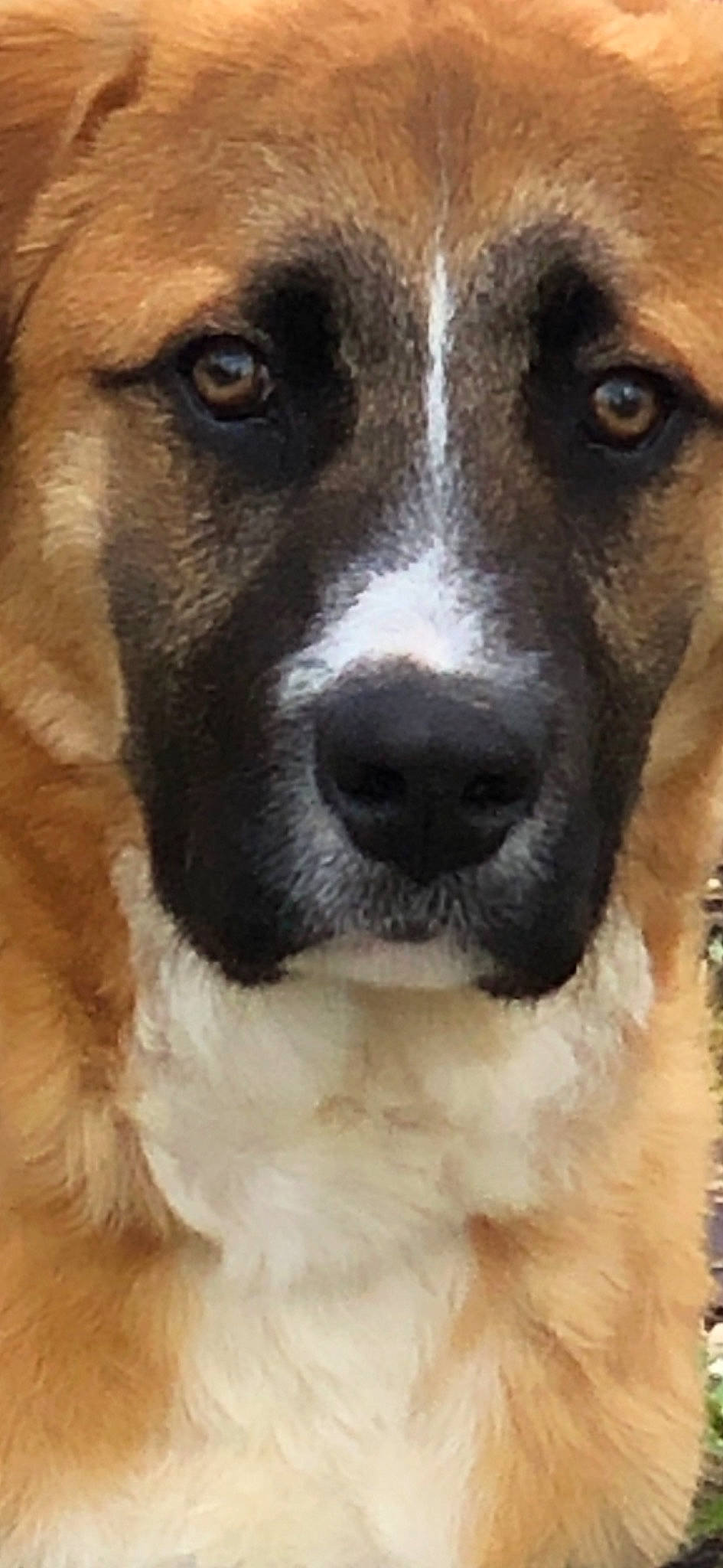 Berlioz participe au concours pour gagner de l'argent avec cette photo : ancient_dog_breeds, canidae, carnivore, collar, companion_dog, dog, dog_breed, dog_collar, fawn, fur, giant_dog_breed, photography, sporting_group, terrestrial_animal, whiskers, working_animal, working_dog