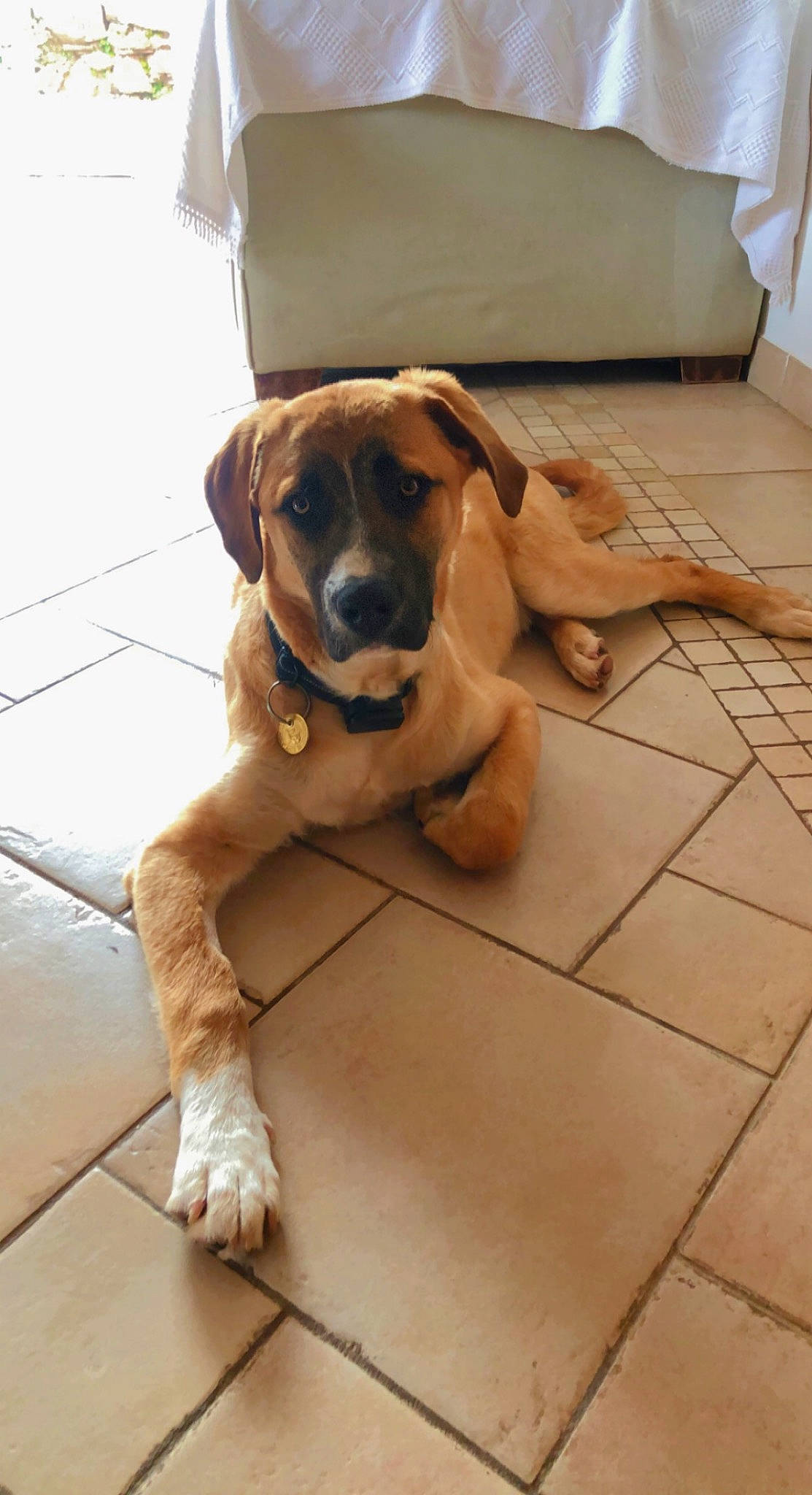 Berlioz participe au concours pour gagner de l'argent avec cette photo : canidae, carnivore, collar, comfort, companion_dog, dog, dog_breed, dog_collar, fawn, floor, flooring, hardwood, hound, liver, pet_supply, pillow, sporting_group, tail, wood, working_animal